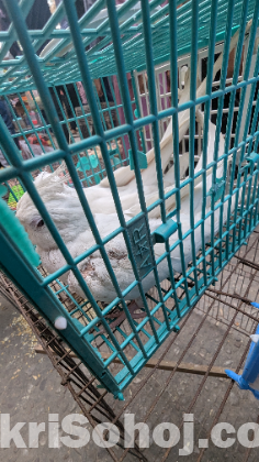 কোকাটেল এলভিনো